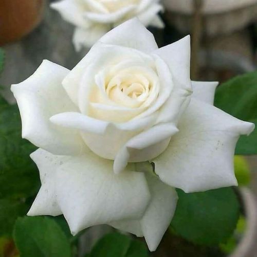 Rosa  Pierre Arditi® - bílá - Stromkové růže s květmi čajohybridů - stromková růže s rovnými stonky v koruně